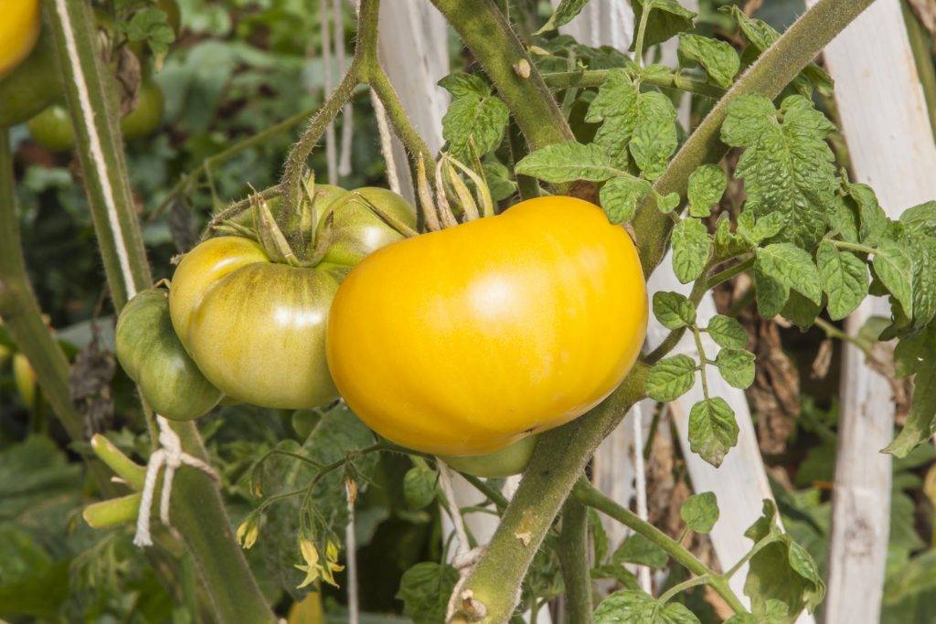 Томат "гигант лимонный": описание сорта, отзывы, фото, урожайность – все о томатах. выращивание томатов. сорта и рассада.
