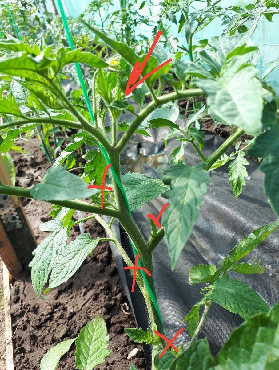 Пасынкование томатов в теплице: схема, пошагово с фото, видео
