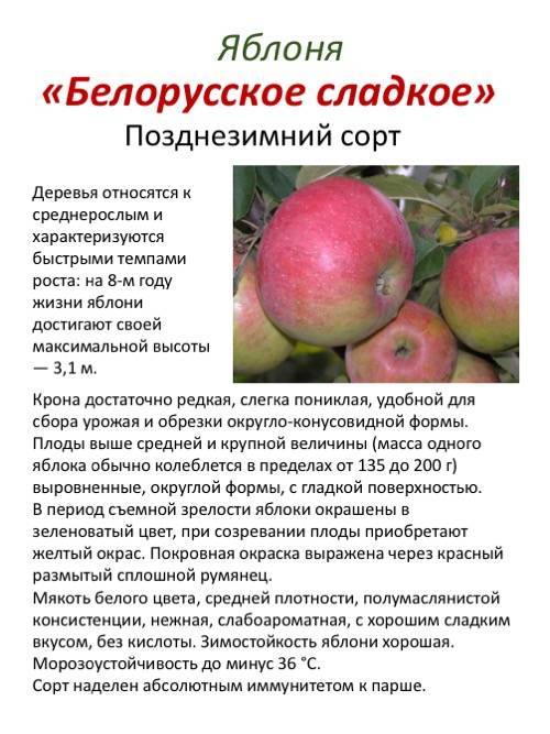 Яблоня макинтош: отзывы, выращивание, описание, фото, опылители