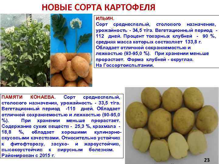 Описание и характеристика сорта картофеля крепыш