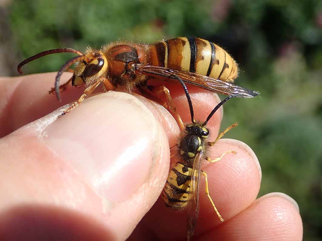 Всё о шершнях: виды, как выглядят, сколько живут и чем питаются, размеры, отличия от осы и пчелы, фото