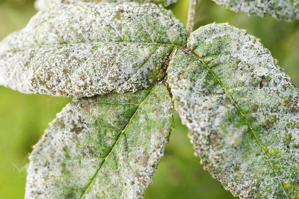 Мучнистая роса: наносимый вред и чем обрабатывать растения при возникновении заболевания