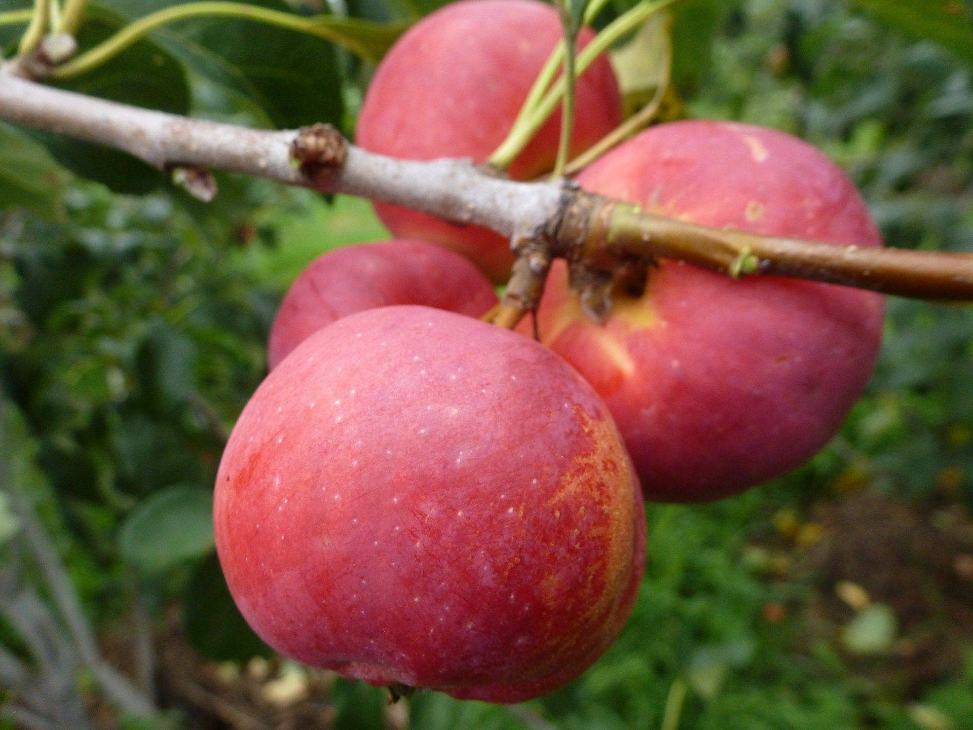 Яблоня пепин шафранный: описание и характеристики сорта, выращивание и уход