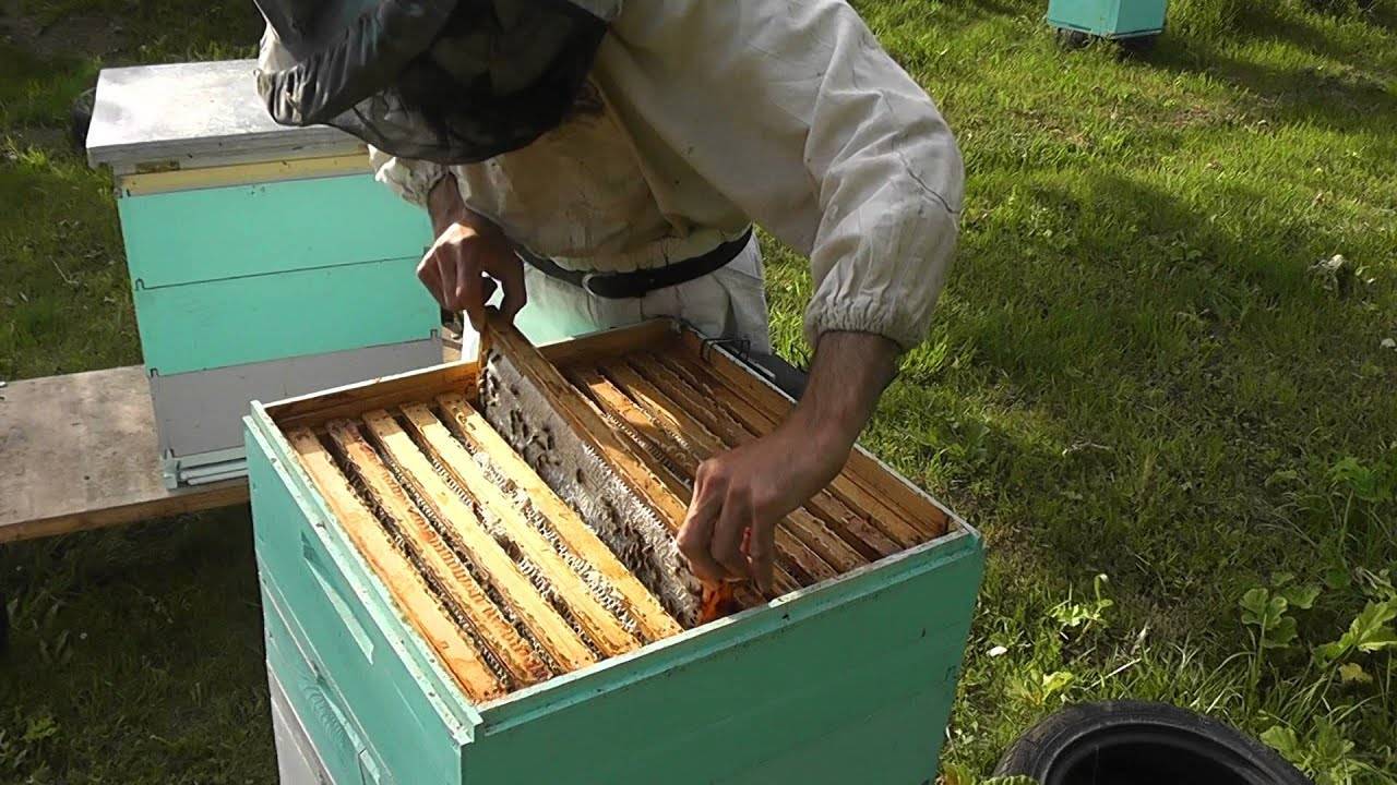 Вывод маток по методу цебро: детальная инструкция