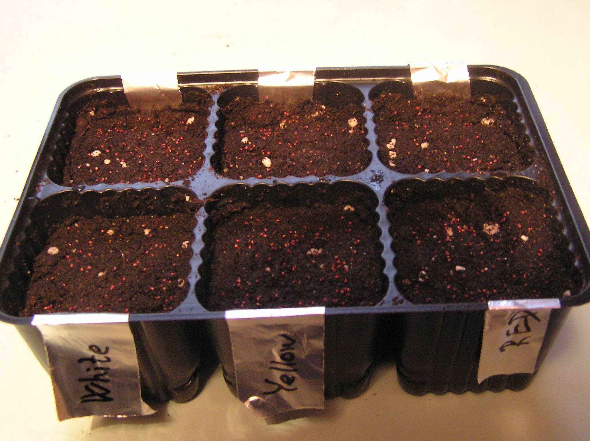 Выращивание клубники из семян в домашних условиях: как прорастить, посев  и уход