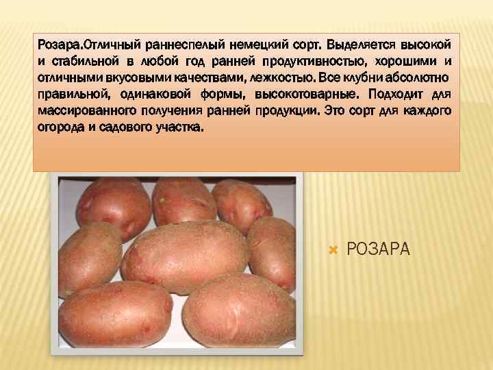 Сорт картофеля розара – описание и фото