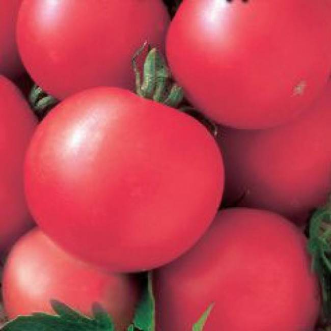 Самые лучшие сорта томатов для среднего поволжья