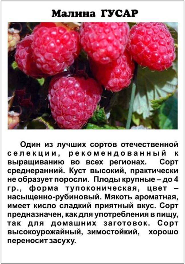Топ-10 лучших сортов малины – рейтинг 2022 года