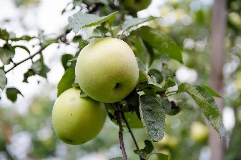 На какой год плодоносит яблоня после посадки. через сколько плодоносит яблоня