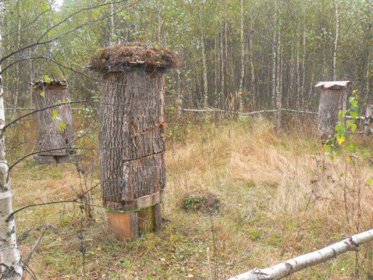 Колодное пчеловодство: бортевое или секционное пчеловодство с вертикальной колодой для начинающих, бизнес план и идеи для этого