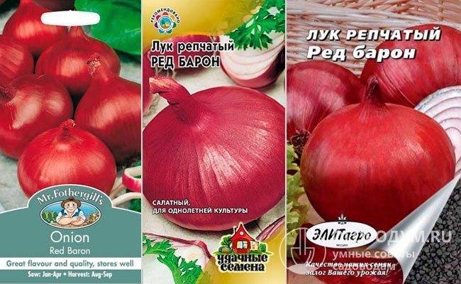 Лук ред барон: описание сорта, посадка и уход
