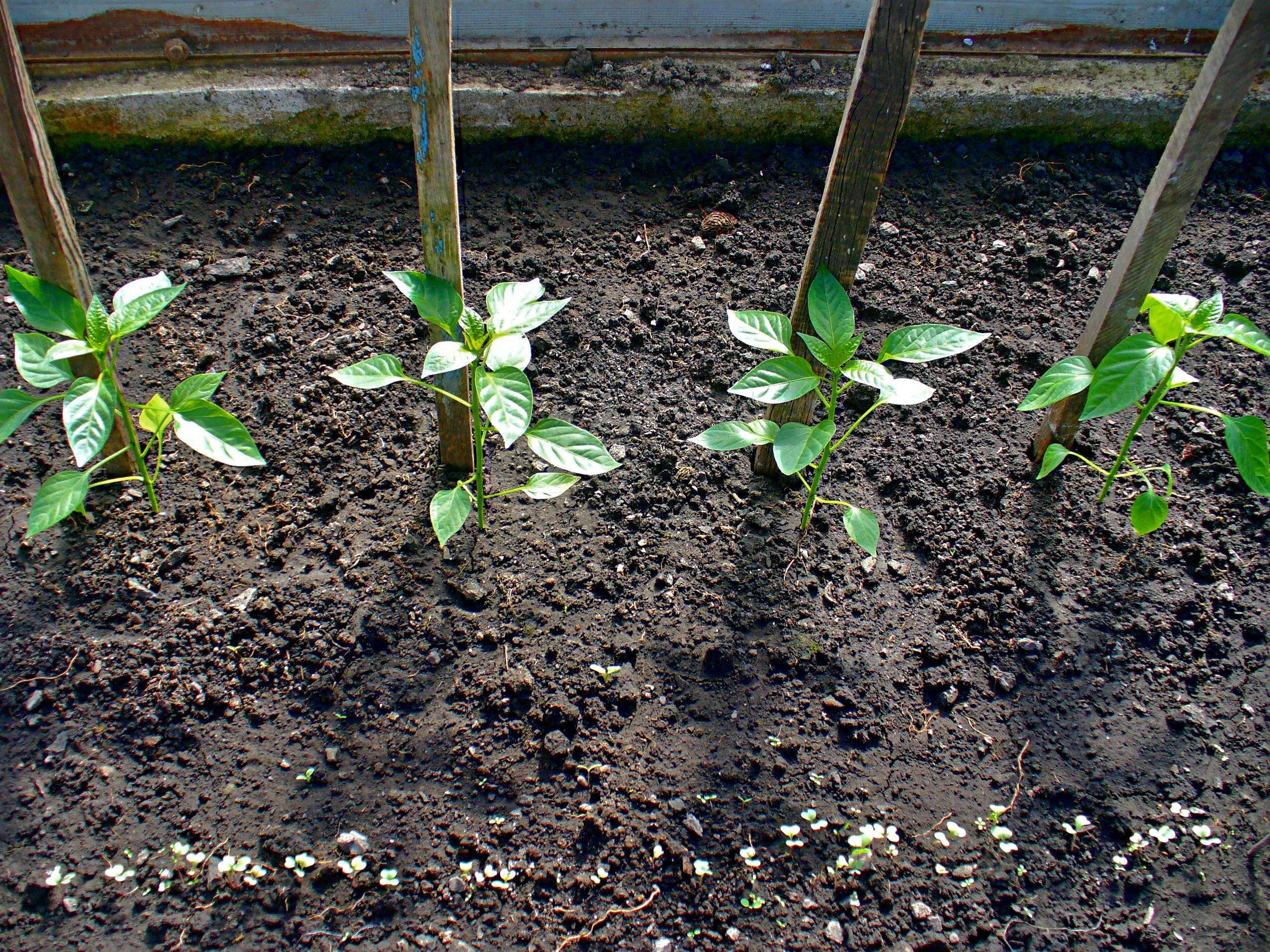 Перец: посадка и уход, как вырастить из семян в открытом грунте, фото
