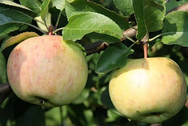 Яблоня брянское: особенности сорта и ухода