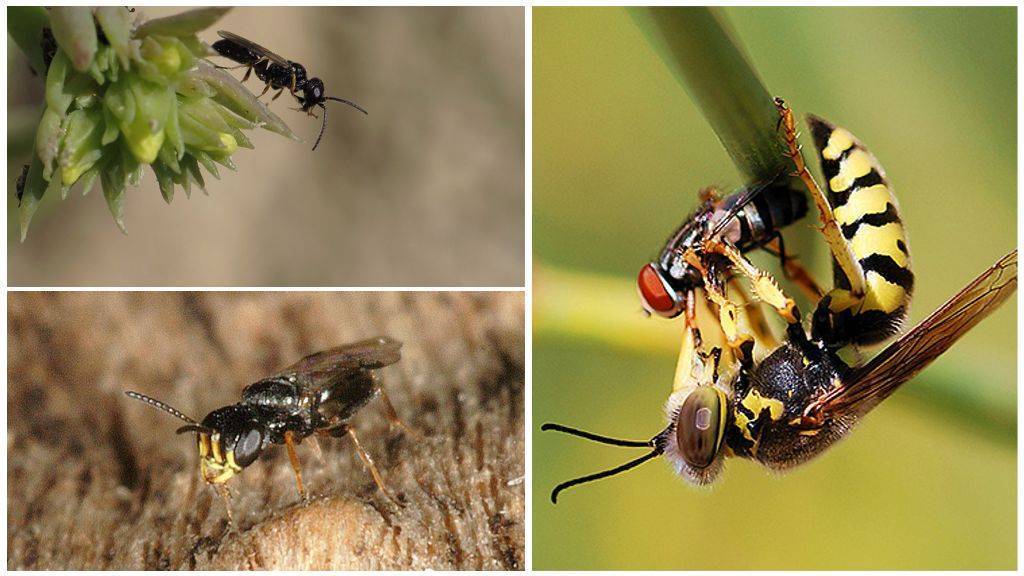 Топ 16 съедобных насекомых в россии (список): жуки, личинки, тараканы, пауки, червяки,