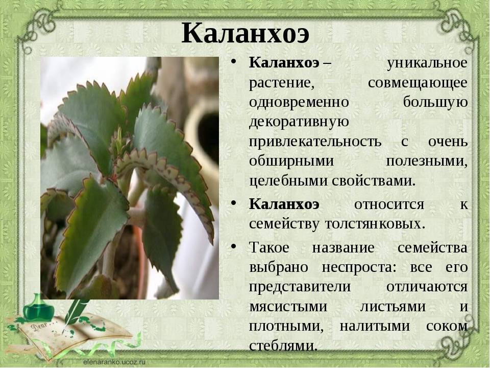 Каланхоэ: полезные свойства комнатного растения и противопоказания
