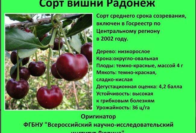 Слива яхонтовая: описание сорта, опылители, морозостойкость, фото