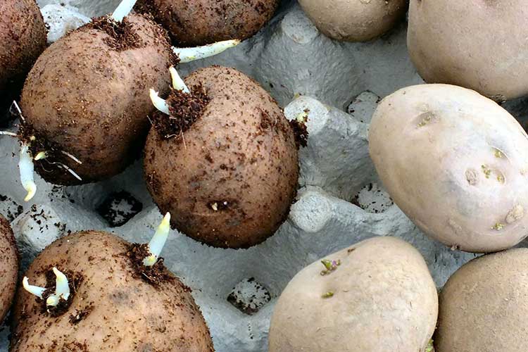 Как подготовить, обработать и прорастить клубни картофеля перед посадкой