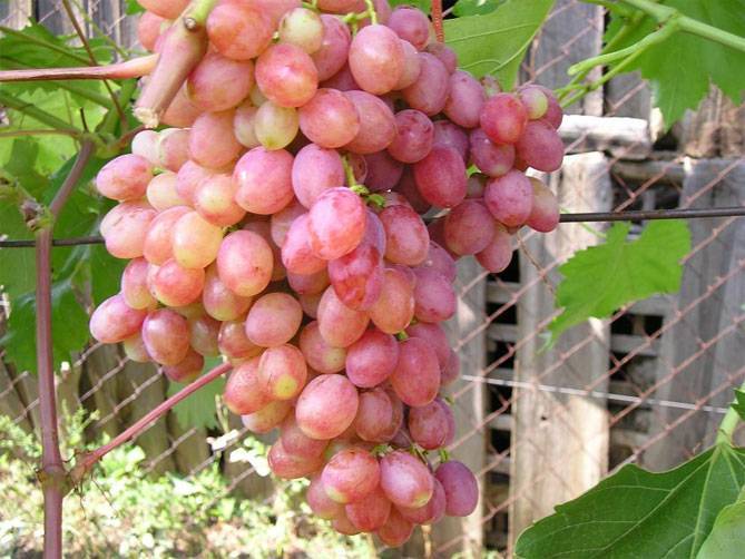 Виноград «Лучистый»: выращивание высокоурожайного и перспективного сорта