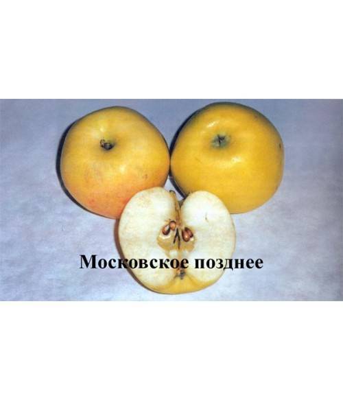 Яблоня московское зимнее: особенности сорта и ухода