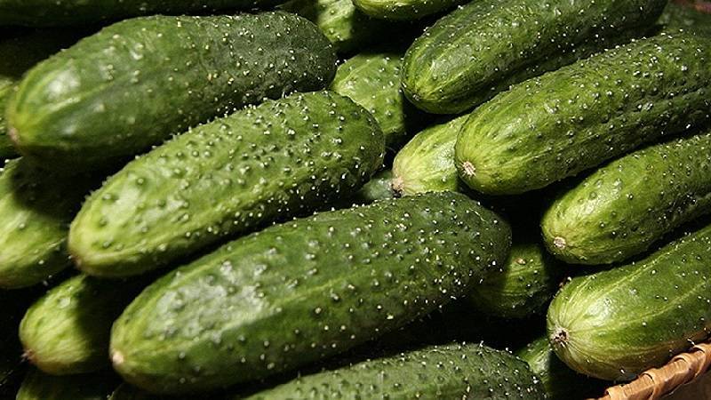 Лучшие сорта огурцов на 2021 год: самые урожайные, вкусные, для теплицы и открытого грунта