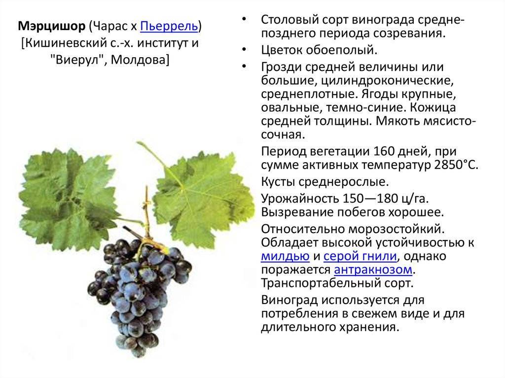Характеристика сортов винограда для сибири