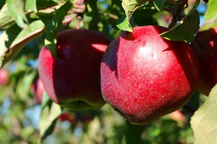 Макинтош яблоня - описание сорта