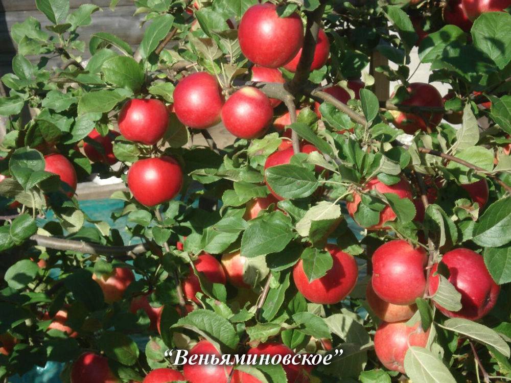 Яблоня веньяминовская: описание сорта и его фото, характеристики и особенности выращивания