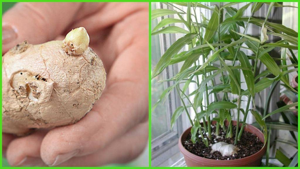 Имбирь – выращивание в открытом грунте на все случаи жизни