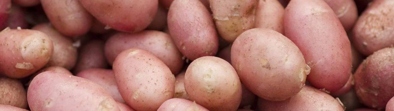 Сорт картофеля «снегирь»: характеристика, описание, урожайность, отзывы и фото