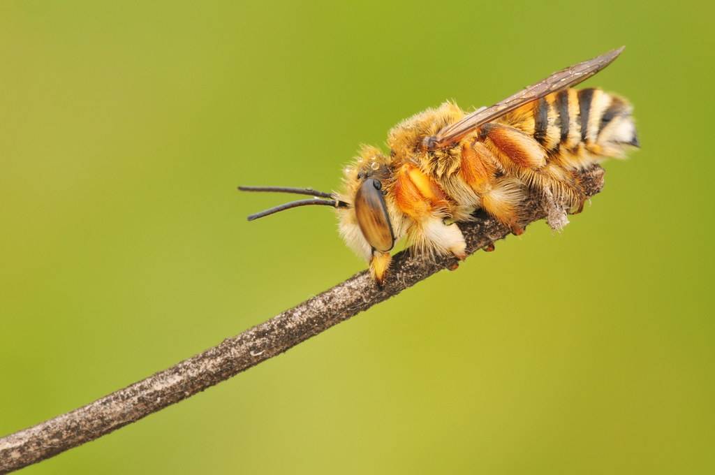 О пчеле листорезе: образ жизни, как бороться, борьба с осой на розах