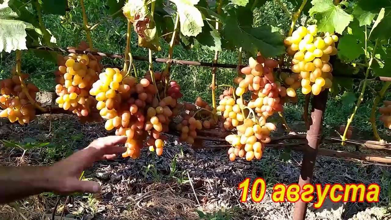 Описание винограда сорта София, правила посадки и ухода