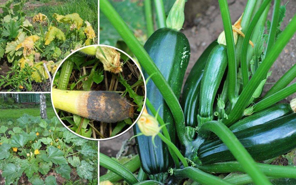 Почему сохнет и скручивается рассада и как помочь растениям: советы опытных огородников