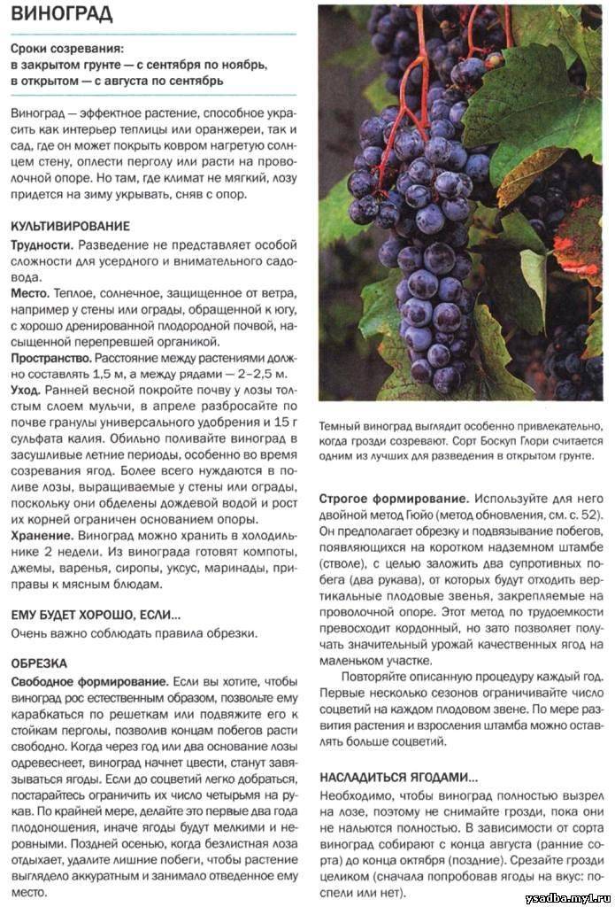 Виноград: полив и подкормка, удобрение. виноград: полив летом. как часто поливать виноград? :: syl.ru