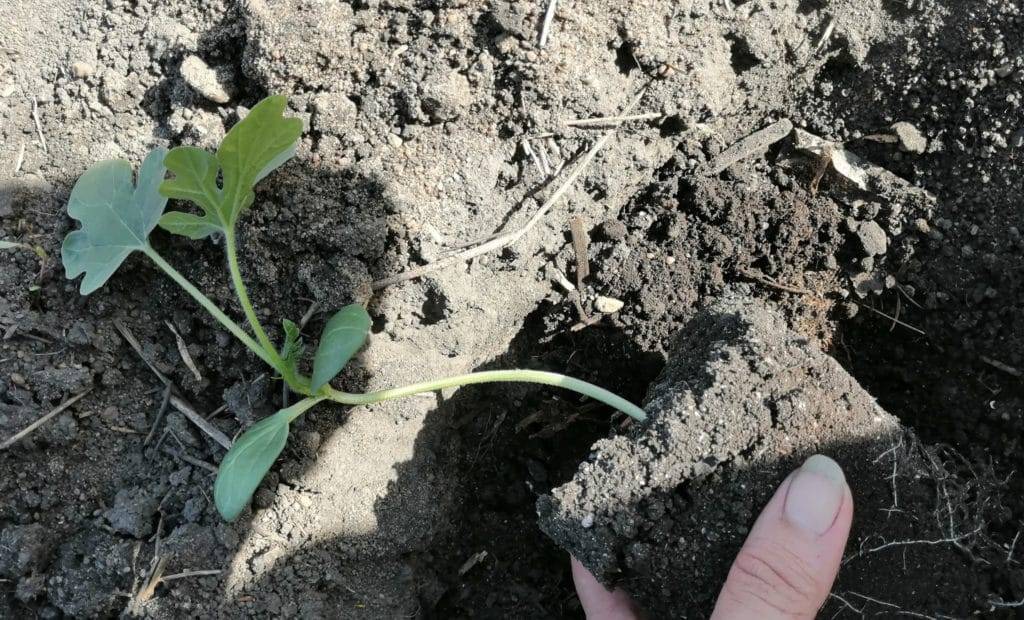 Когда сажать семена арбуза на рассаду: сроки. как посадить семена арбуза на рассаду, в открытый грунт: особенности, рекомендации, уход