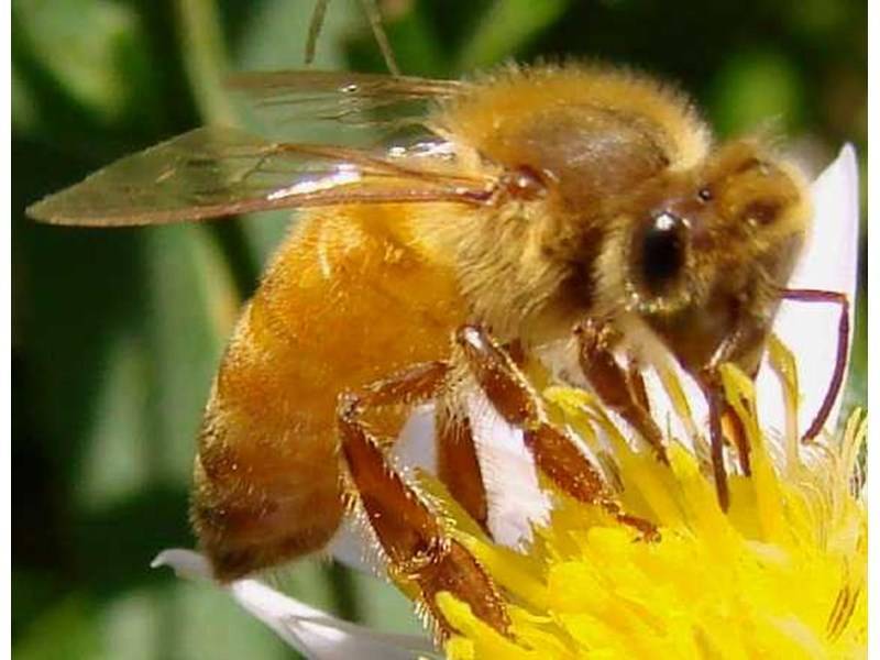 Итальянская порода пчел - описание,характеристика и особенности содержания,продуктивность, особенности
