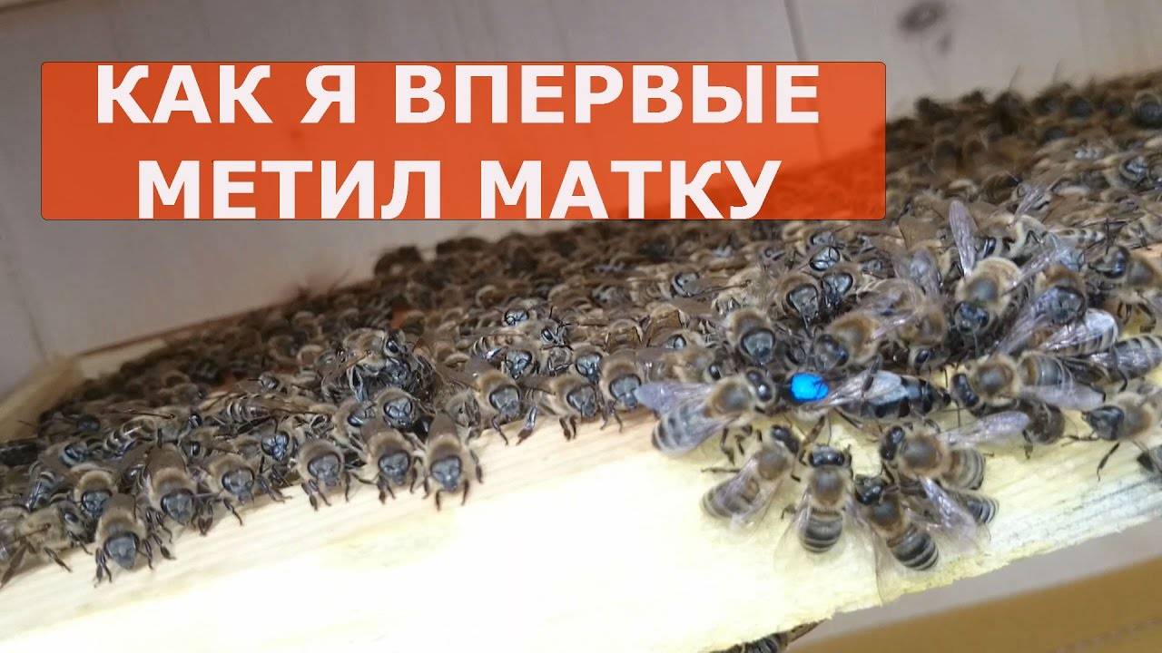 Матка 2024. Мечение пчелиных маток. Метки маток пчел по годам. Мечение пчелиных маток по годам. Метить маток по годам.