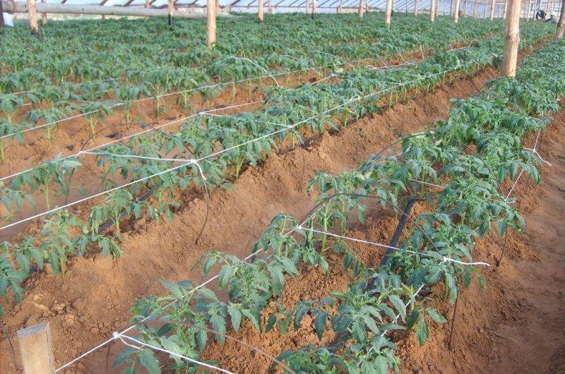 Картофель: выращивание и уход, агротехника и технологии выращивания в открытом грунте