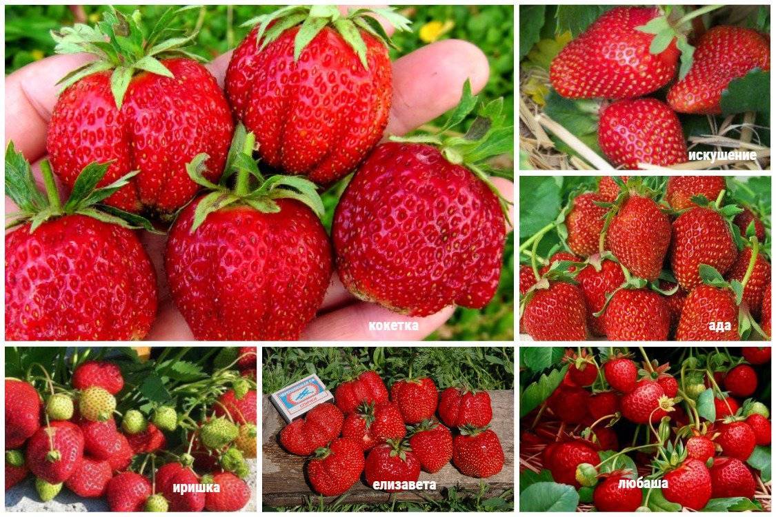 Полный мастер-класс по выращиванию земляники: от семечка до ягод за 1 сезон