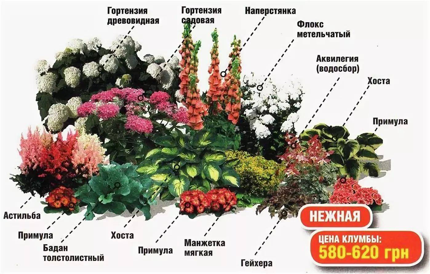 Как сделать клумбу из многолетников, чтобы цвела все лето - goodogorod.ru