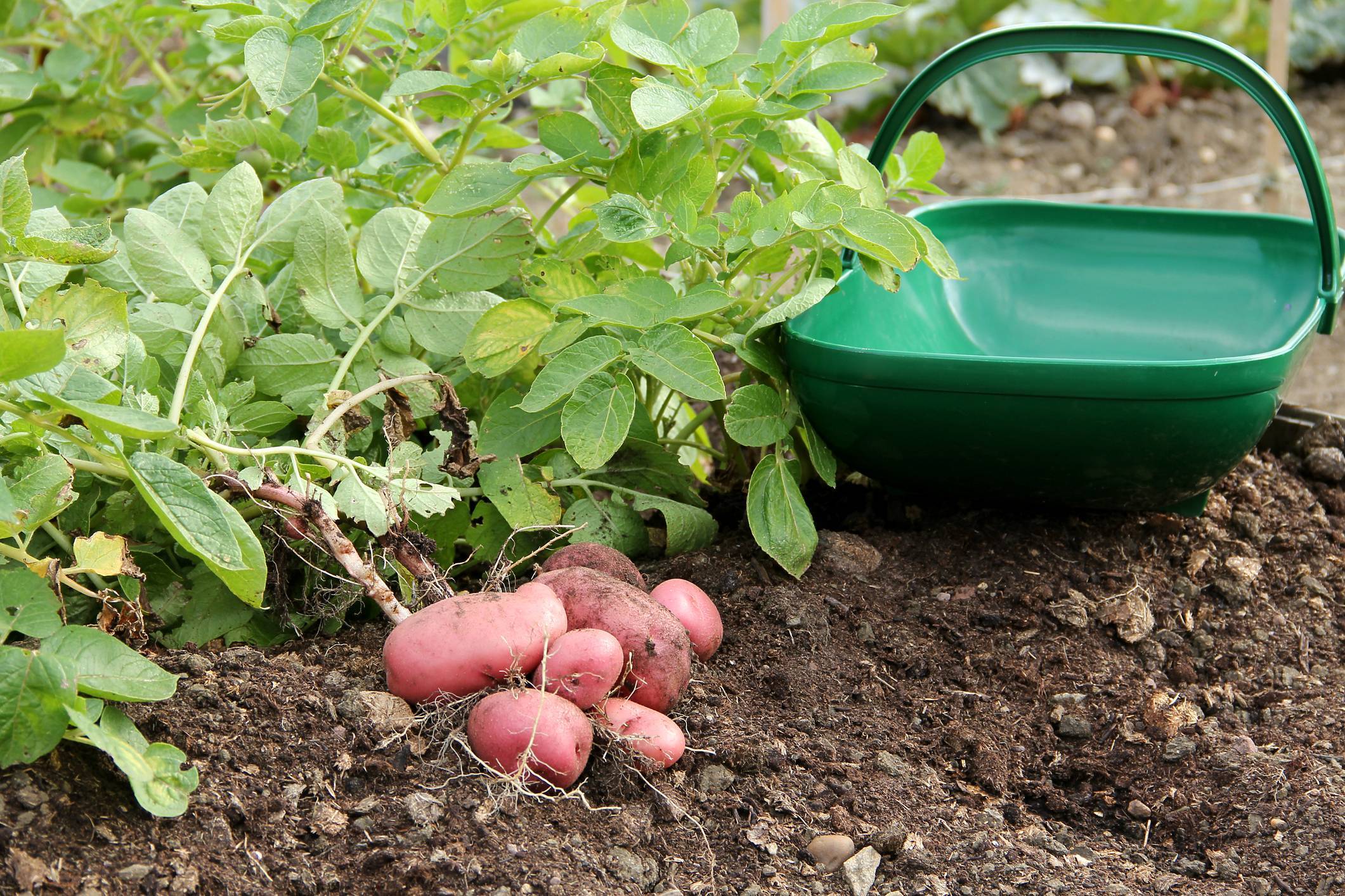 Сорт картофеля «манифест» — описание и особенности выращивания