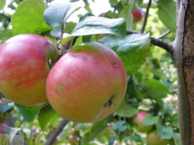 Иммунные сорта яблонь: для подмосковья и не только, устойчивые к парше