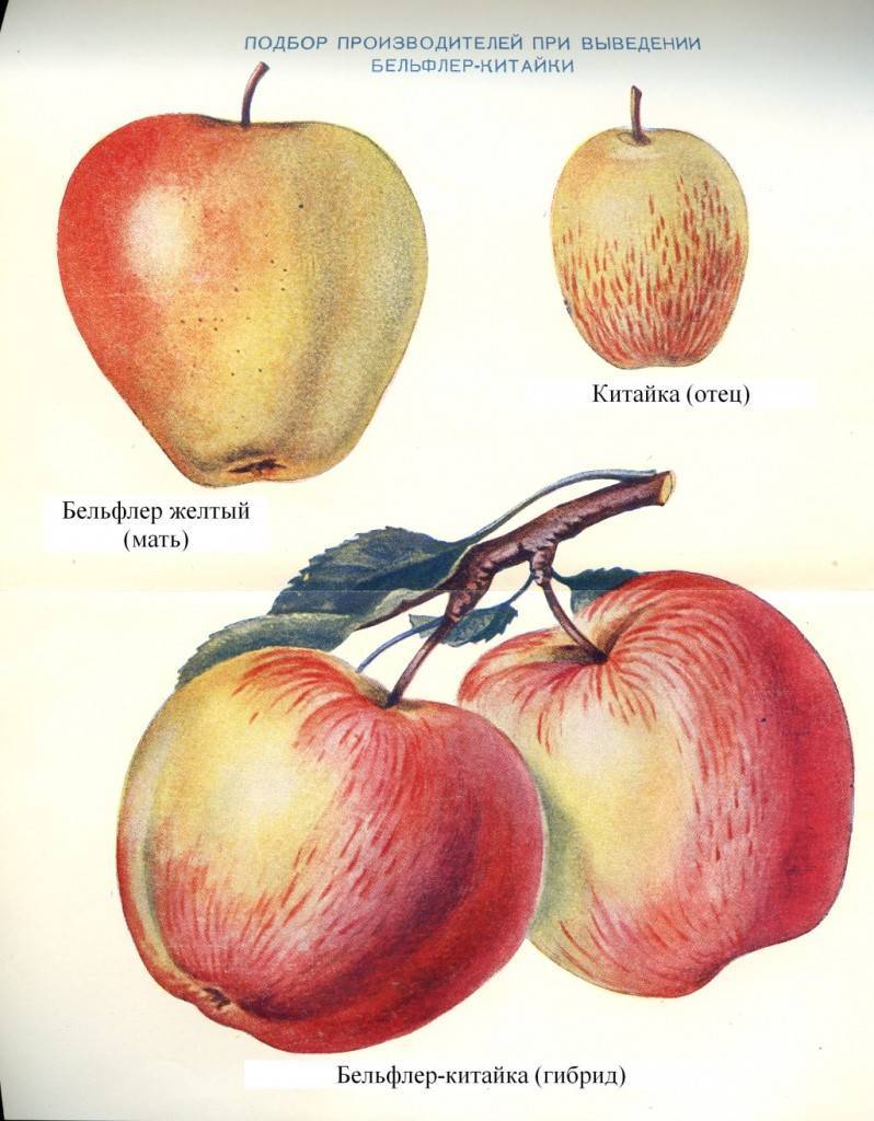 Яблоня бельфлёр - китайка: характеристика и описание сорта, основные отличия, выращивание и уход, фото