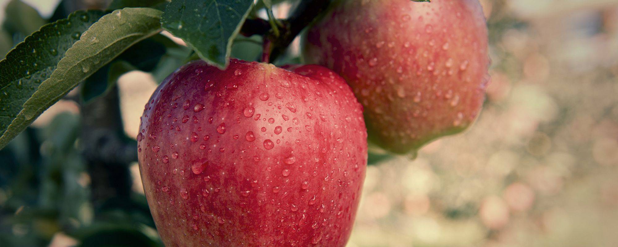 Сорт яблони мечта, описание, характеристика и отзывы, а также особенности выращивания данного сорта