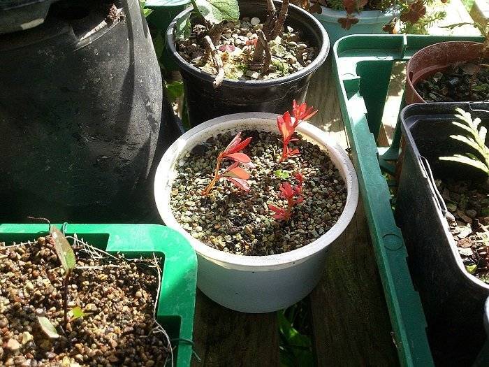 Как размножить барбарис черенками летом: правила выращивания в домашних условиях