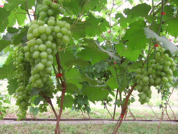 Виноград супер экстра: описание сорта, выращивание, уход и отзывы