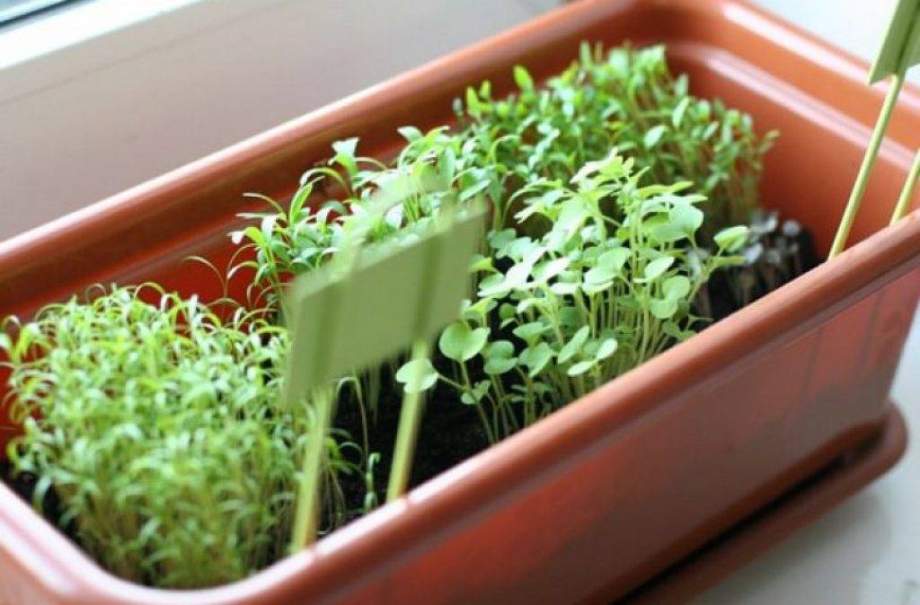 Выращивание рукколы в домашних условиях — руккола как вырастить на окне