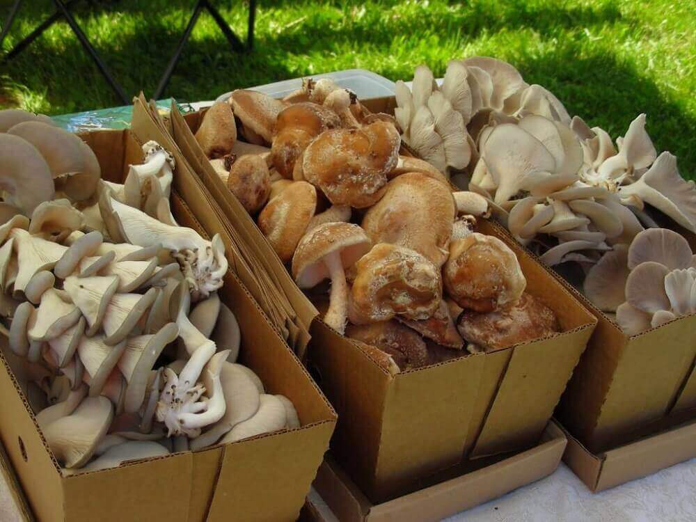 Промышленное выращивание белых грибов в домашних условиях. выгодное грибоводство. | cельхозпортал