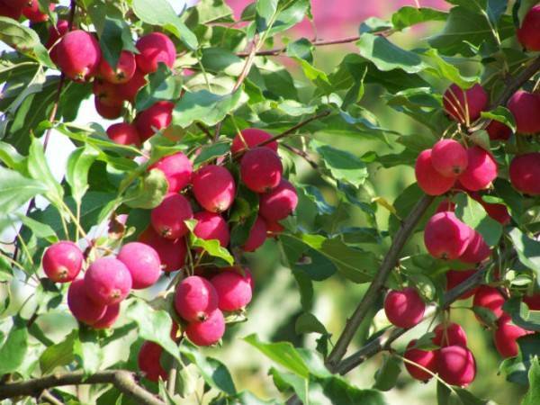 Райские яблочки плоды. разновидности и характеристика сортов