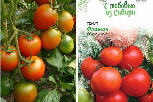 Лучшие сорта ультраскороспелых помидор - сад и огород