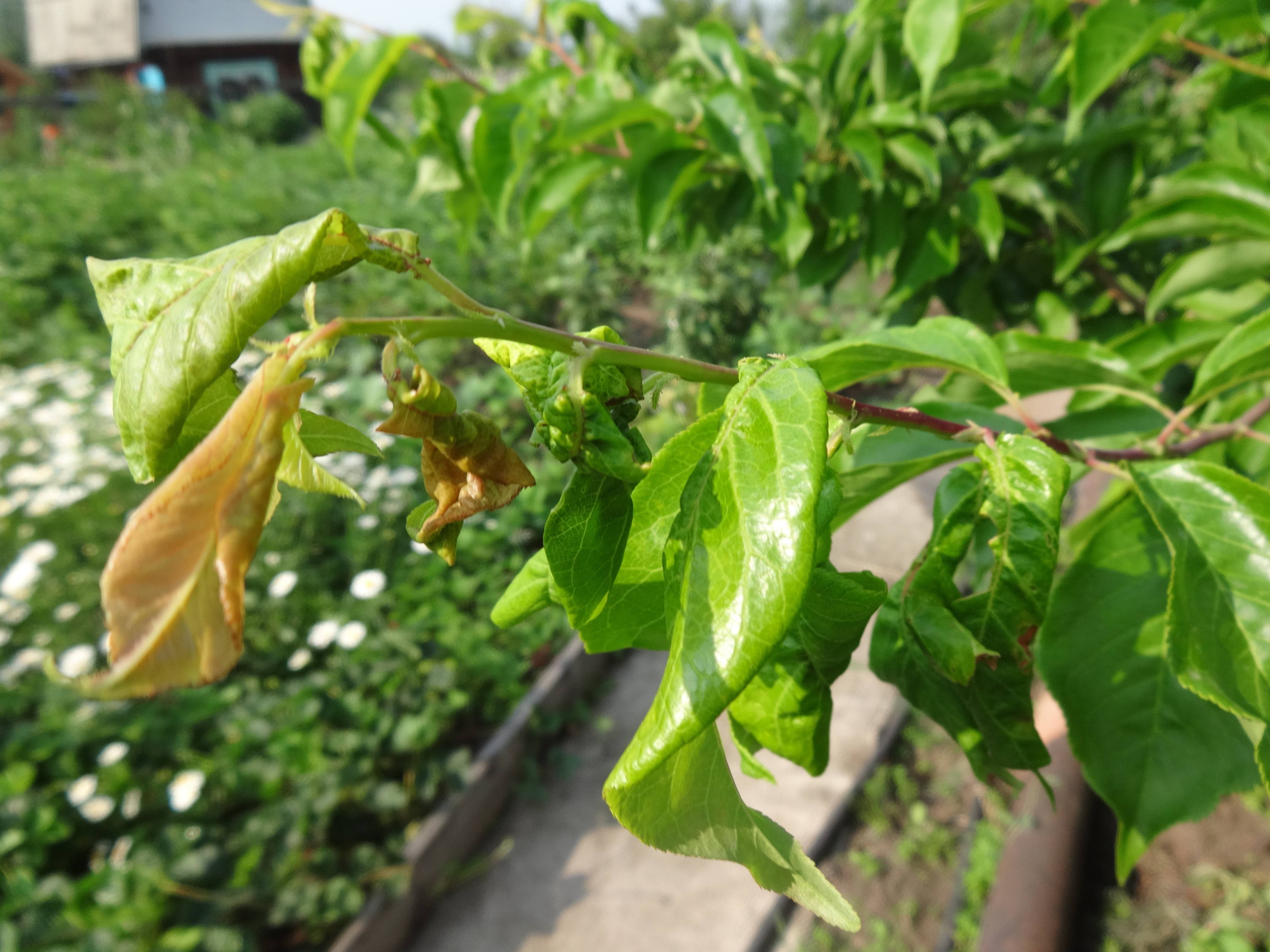Скручиваются листья у помидоров – самая распространенная причина и что можно сделать — agroxxi